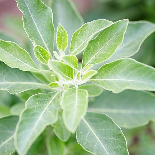 Ashwagandha… maybe you have never heard of it, right?
