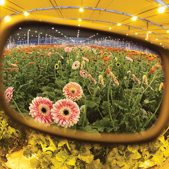 Resistance 2 HPS Crystal | Grow Room Glasses