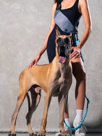 Aqua Blue Running Hands-Free Dog Leash