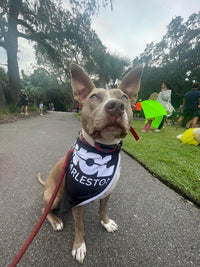 Pet Bandana