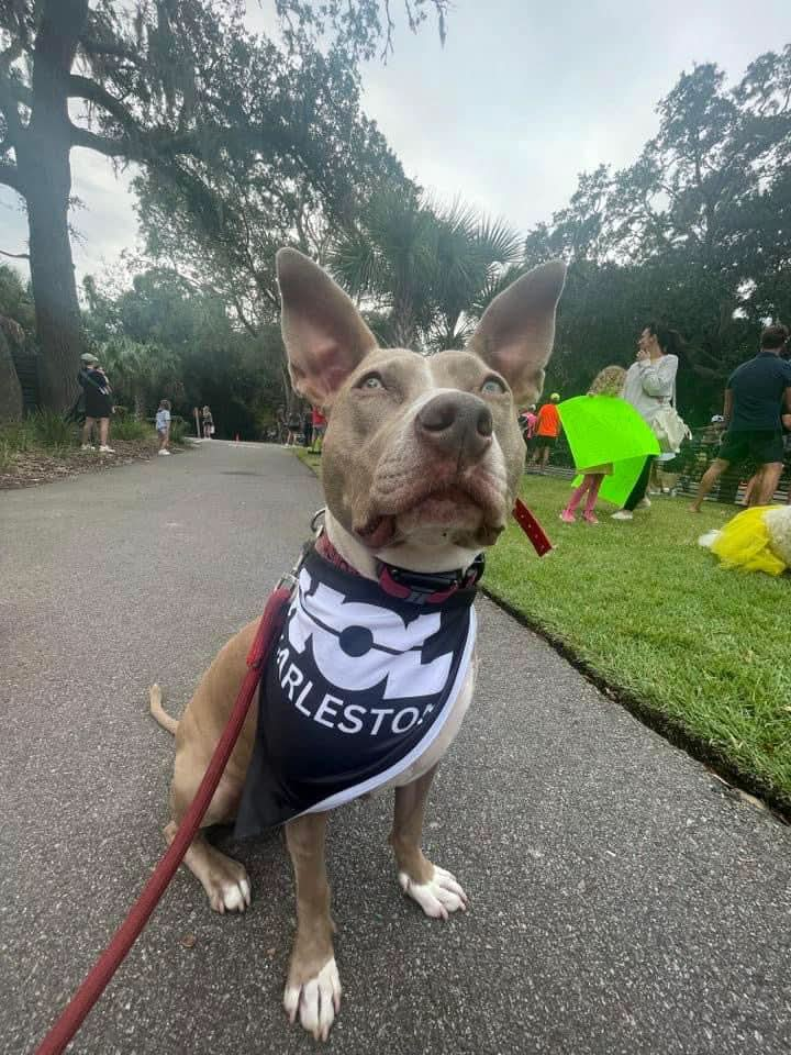 Pet Bandana